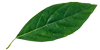leaf-100x50-1